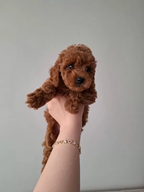 Fırsat Yavruları Evde Büyüyen Toy Poodle Bebekler