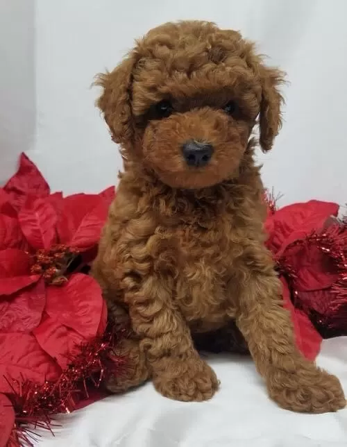 Safkan Toy Poodle Yavrularımız