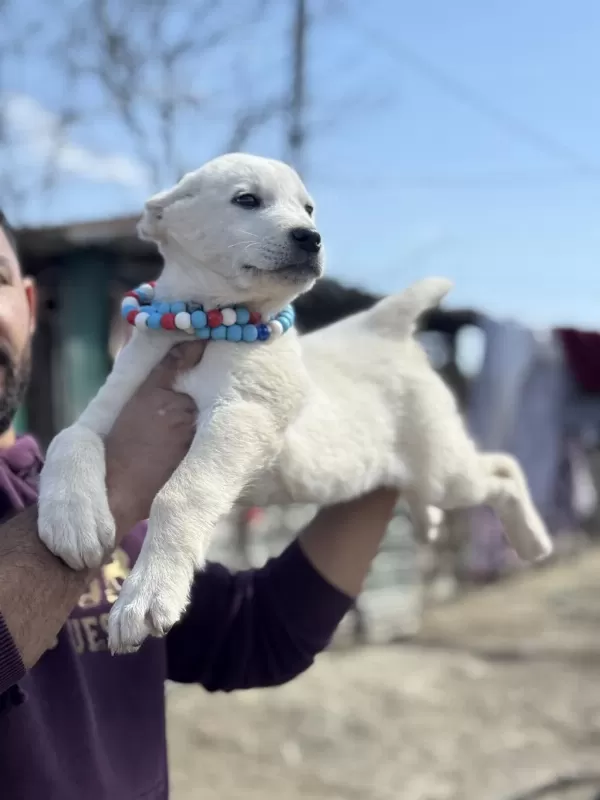 Kangal Ve Anadolu Çoban Akbaş