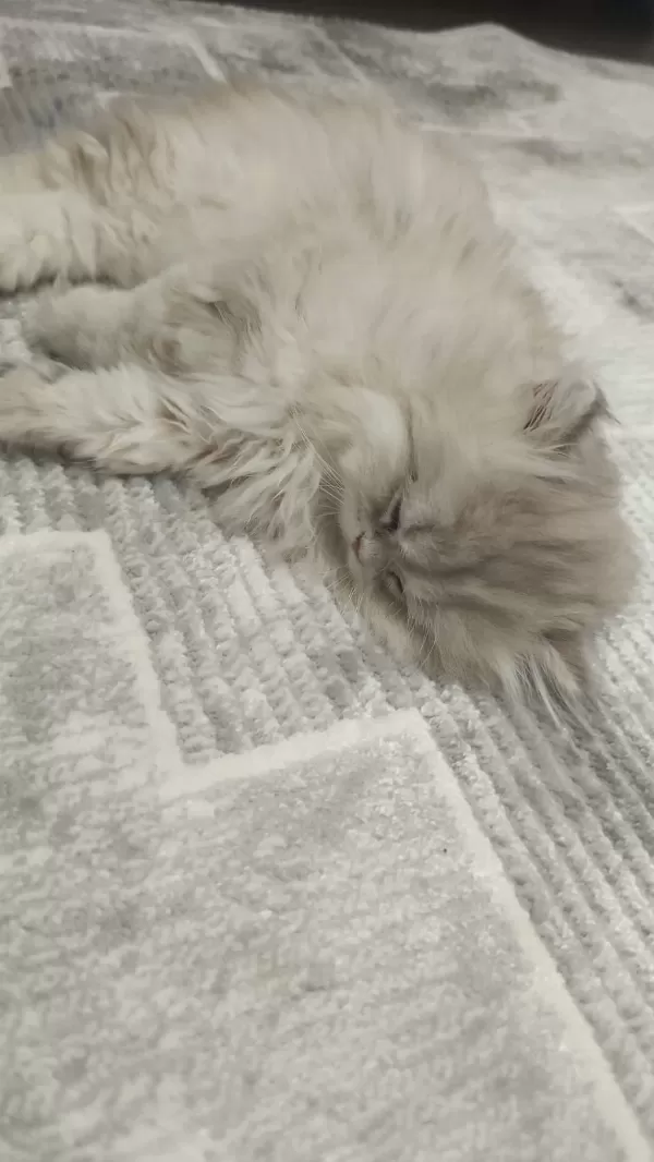 3 Aylık British Longhair Scr Li Safkan