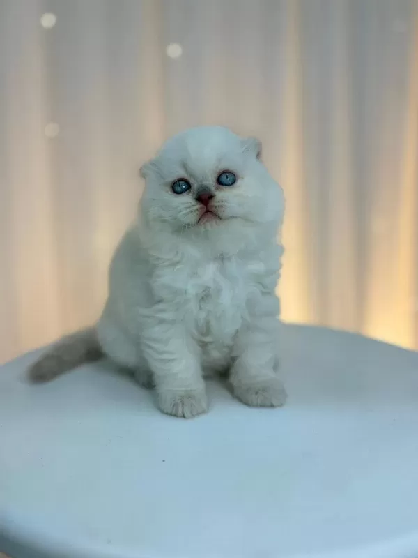 İrk Ve Sağlik Garantili Scottish Fold Kediler