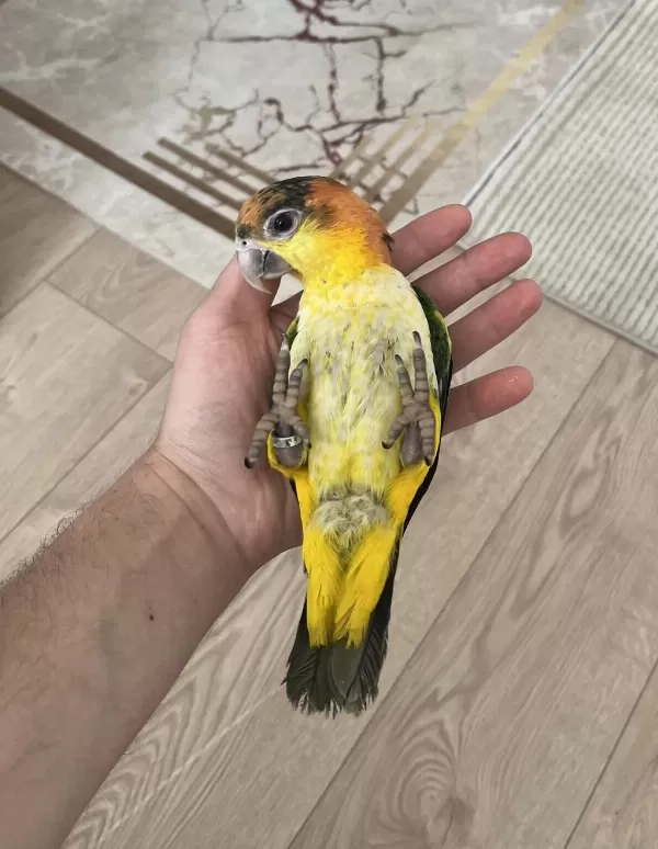 Full Evcil Yavru Caique