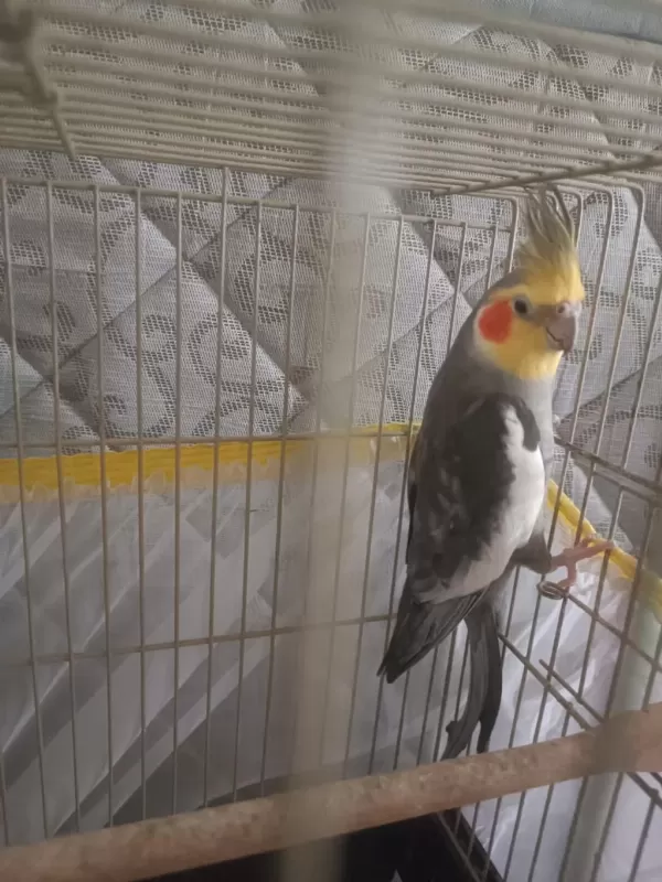 2 Yaşında Erkek Sultan Papağanı