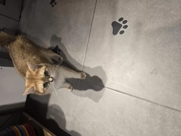 Erkek Golden British Shorthair