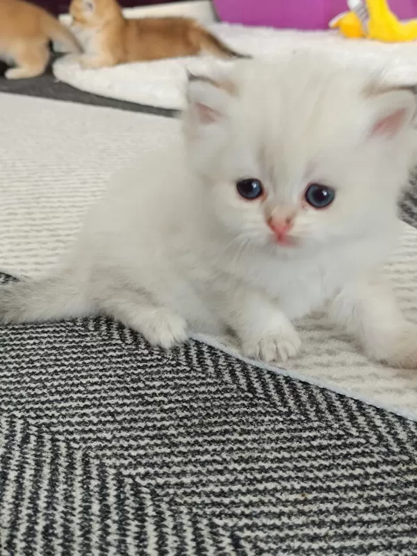 Muhteşem Güzellikte Golden Blue Point British Longhair
