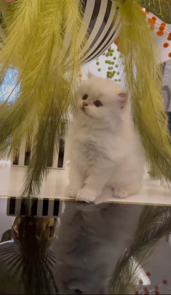 Bebek Yüz British Longhair Yavrularim