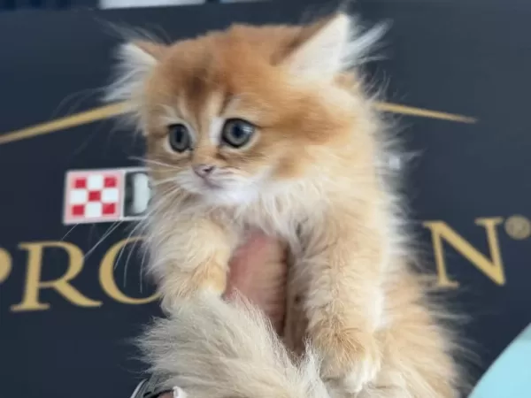 Kart Postal Gibi Golden Longhair British Yavrular