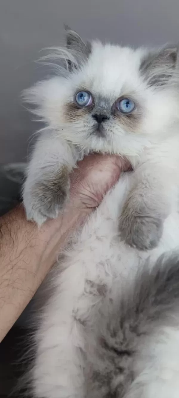 Erkek British Longhair