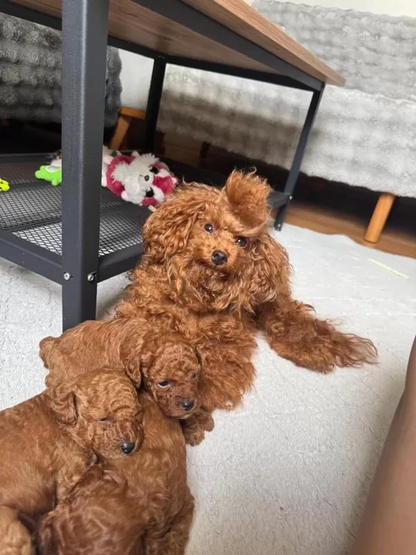 Anne Altından Toy Poodle Bebeklerimiz