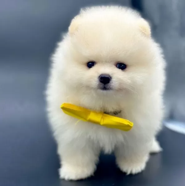 Safkan Pomeranian Boo Yavrularımız