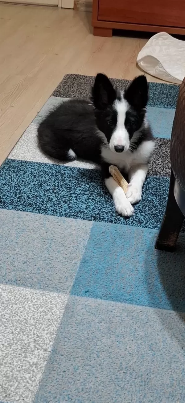 4 Aylık Dişi Border Collie