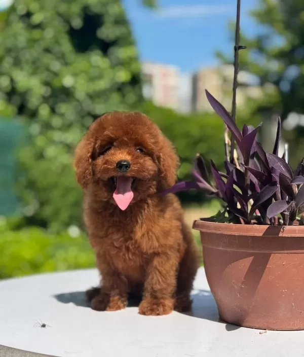 Orjinal Red Toy Poodle Yavrularımız
