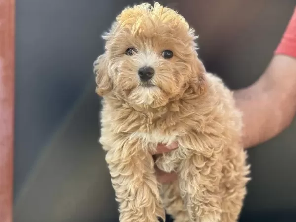 Wc Eğitimli Aşılı Garanli Maltipoo Yavrularımız