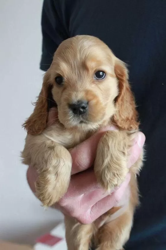 Amerikan Cocker Köpeklerimiz Gelip Görerek Alabilirsiniz