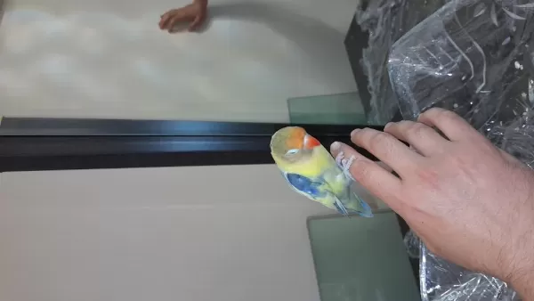 Sahibinden Cennet Papağanı Erkek