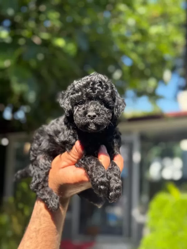 İrk Ve Sağlık Garantili Poodle Yavrular
