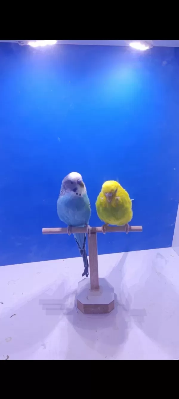 3 Takim Yeni Eşleme Genç Takim Kuşlar