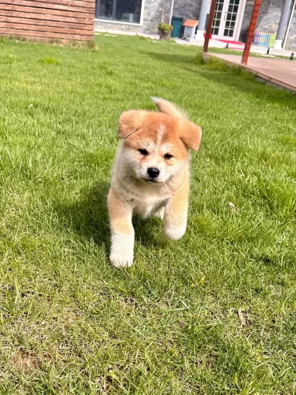 Japon Akita Yavruları Sağlık Ve İrk Garantili