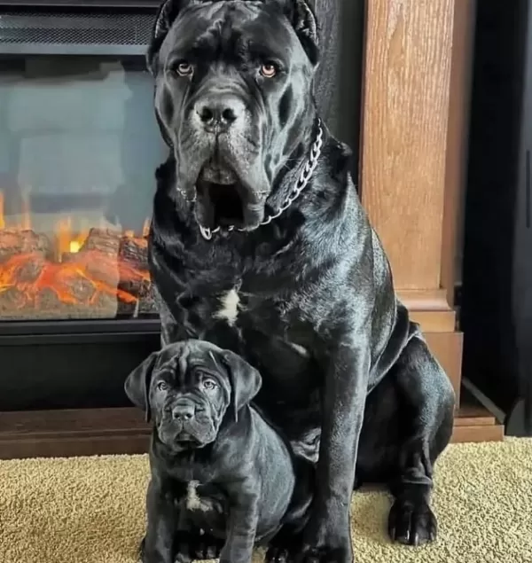 Dişi Erkek Cane Corso Kapıda Ödemeli Güvenli Sistem