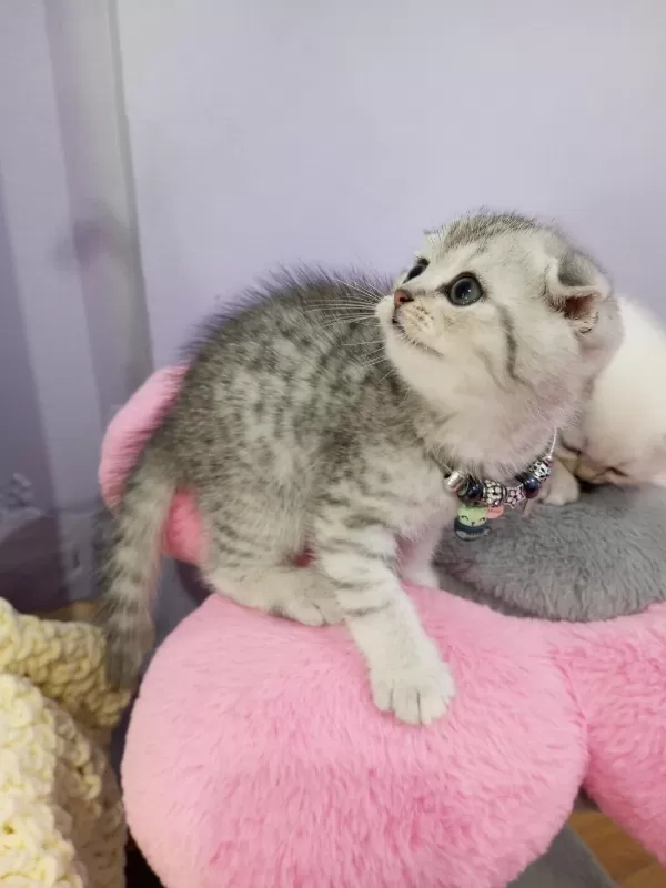 Safkan Scottish Fold Ve Straight Yavrular Catteryden