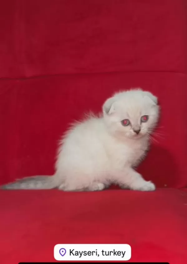 Teslime Hazır Son Yavru Erkek Scottish Fold