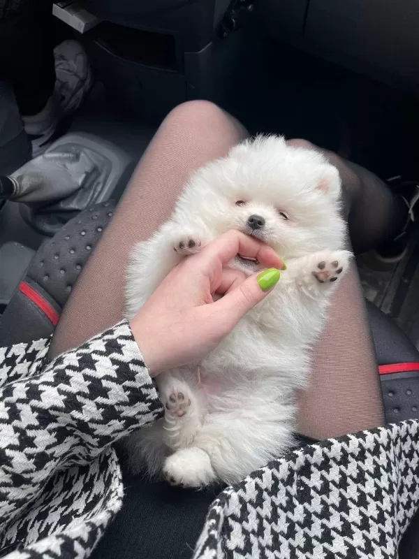 Pomeranian Boo Yavru Köpeği