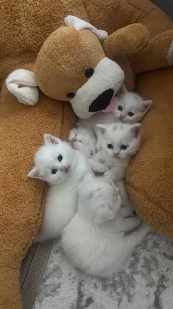 Böyle British Shorthair Güzellik Yok