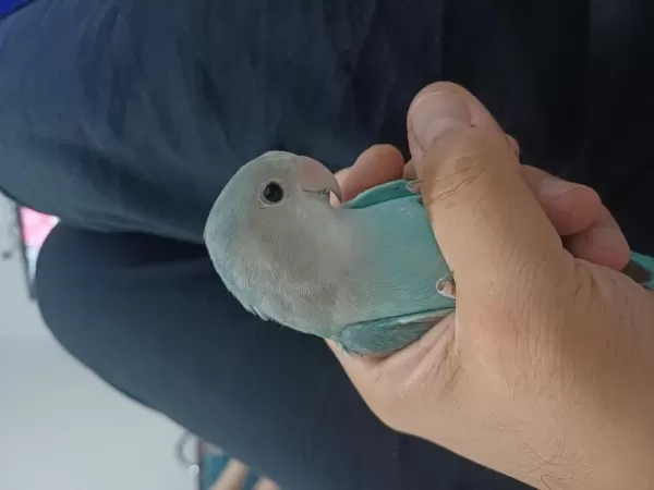Erkek Sevda Papağani 7 Aylik