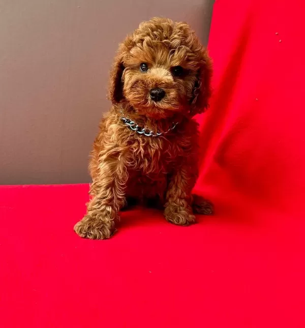 Safkan Toy Poodle Yavrularımız