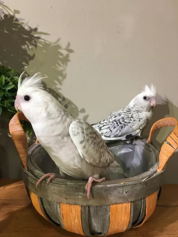 İsirma Yok Bebek Yeme Düştü Wf White Konuşturmalik Sultan