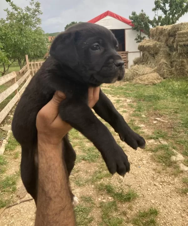 Siyah Panter Cane Corso Bebişler