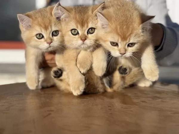 Show Kalite Ny12 Golden British Shorthair Yavrular