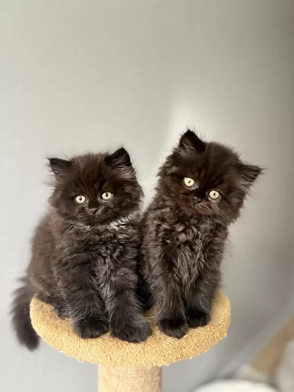 British Longhair Yavrularımız