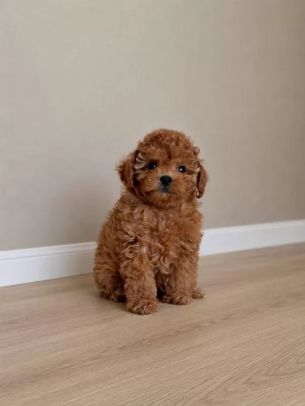Maltipoo Bebeklerimiz