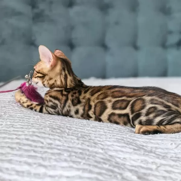 Üst Kaliteli Bengal Erkek