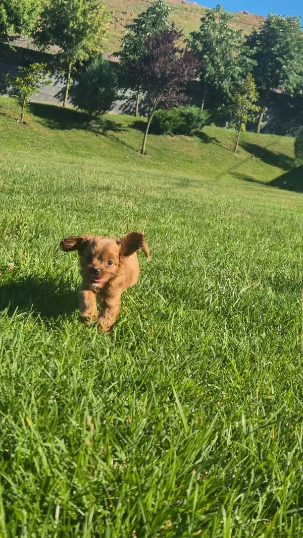 İpeksi Tüylü Neşe Küpü Maltipoo Yavruları