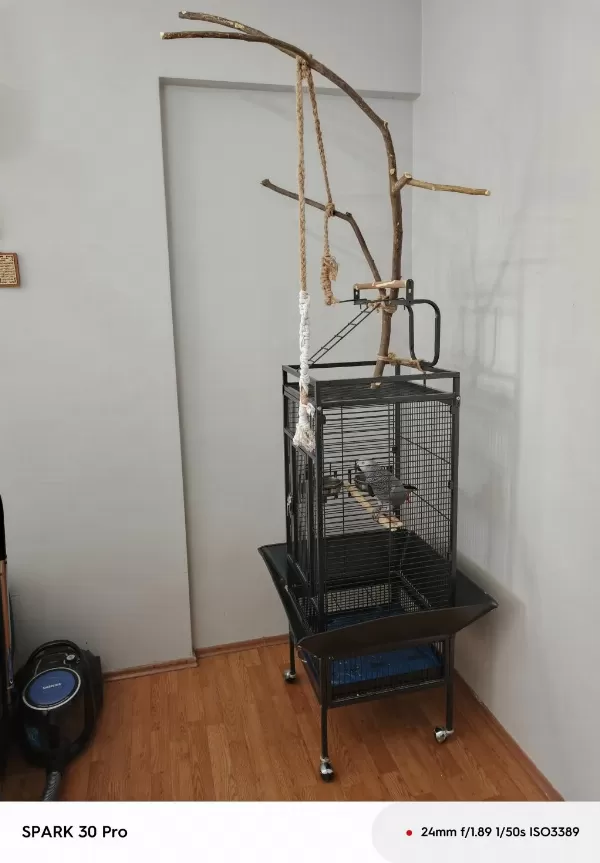 Sahiplendirilecek Jako Papağanı