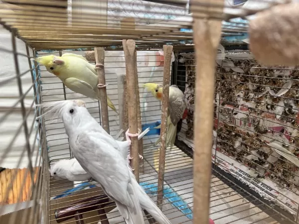 2 Çift Sultan Papağani Ve Albino