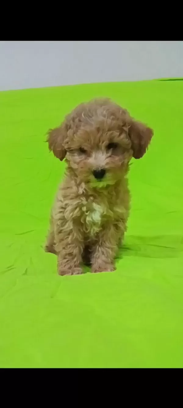 Anne Altından Uygun Orjinal Poodle Bebekler