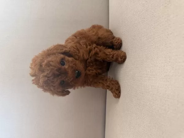 Gerçek Red Brown Biblo Ev Doğum Poodle