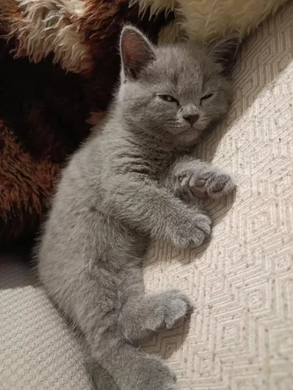Safkan British Shorthair Yavru