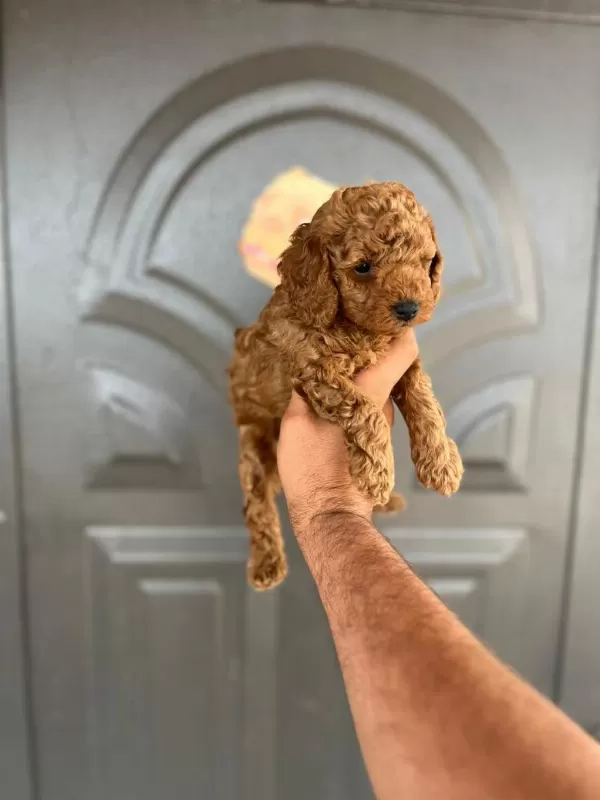 Harika Toy Poodle Yavrular
