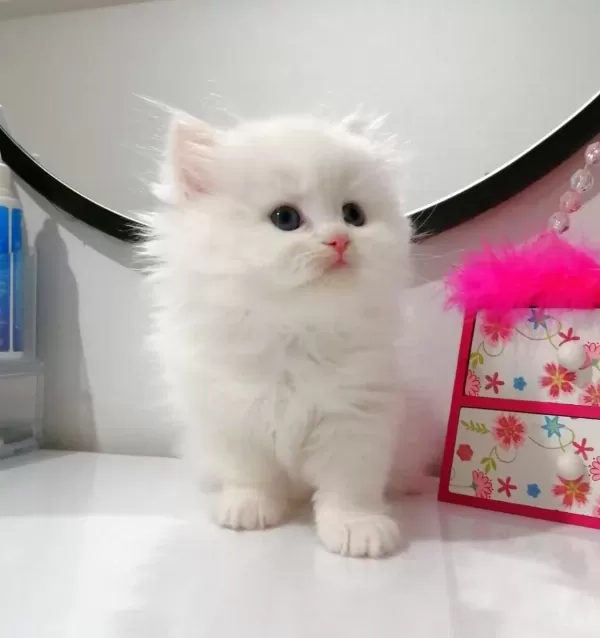 Muhteşem Chinchilla Güzellik