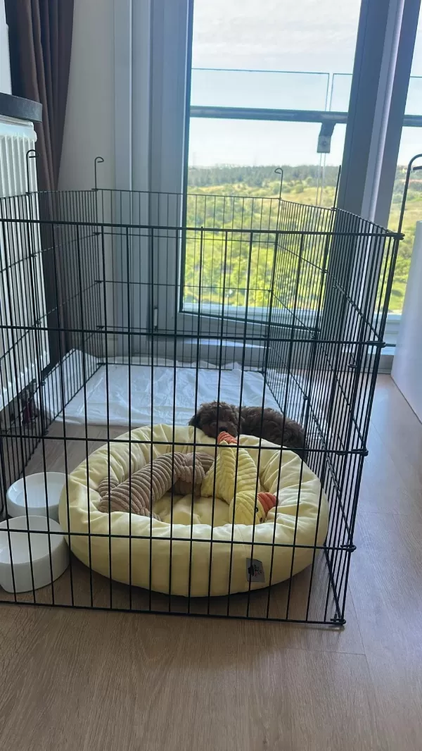 Toy Poodle Erkek 2 Aylık