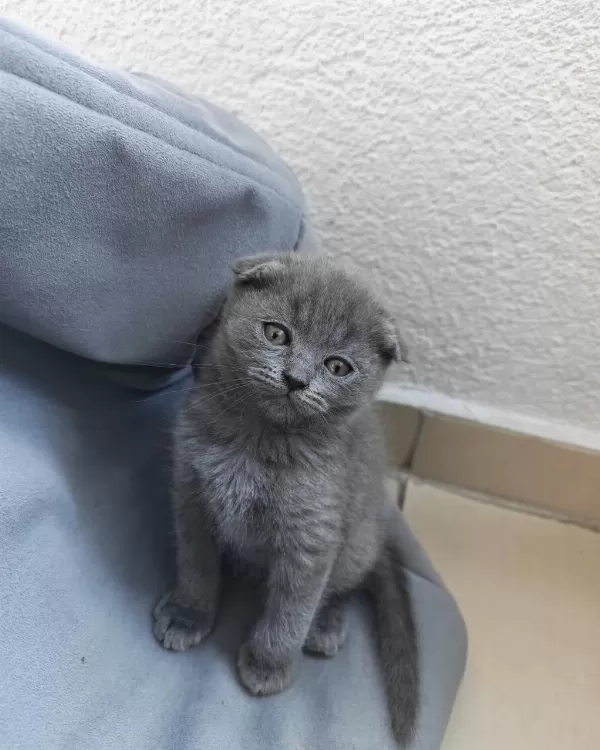 Scottish Fold 50 Günlük Yavrular
