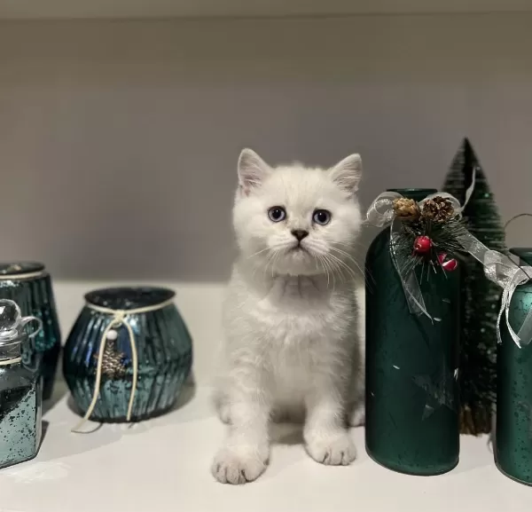 British Shorthair Silver Point Yavrularim