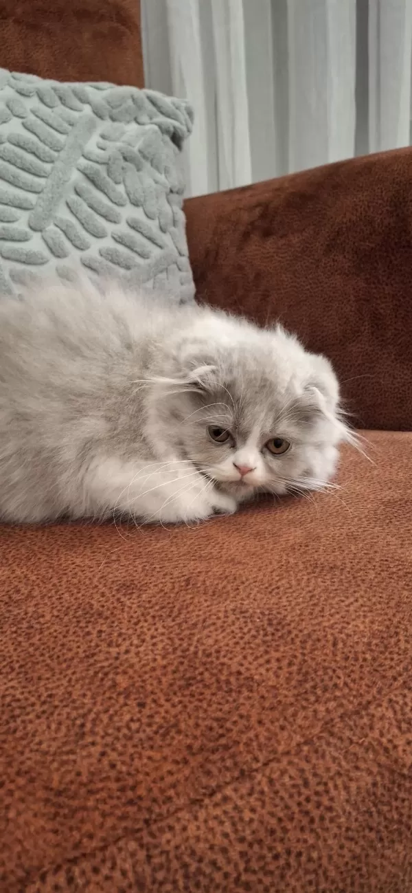 Lilak Scottish Fold Bicolor Dişi