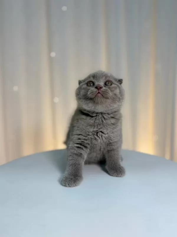 İrk Ve Sağlik Garantili Scottish Fold Yavrularımız