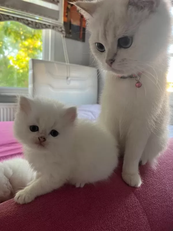 Masmavi Orijinal British Shorthair Bebekler