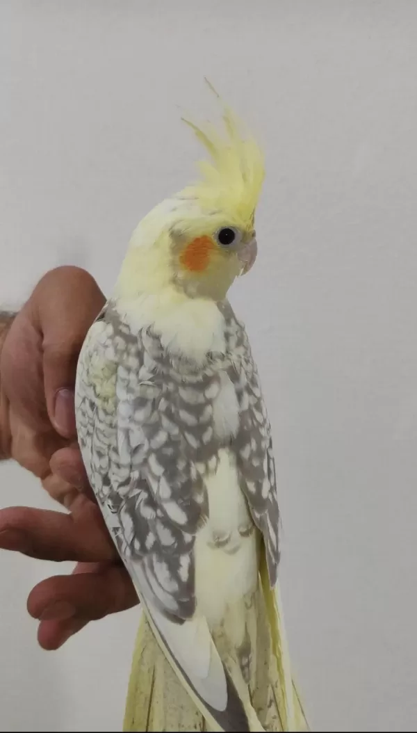 3 Adet Yavru Sultan Papağanı
